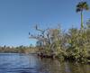 Sebastian River. Cormorant posing in the tree (center-left).