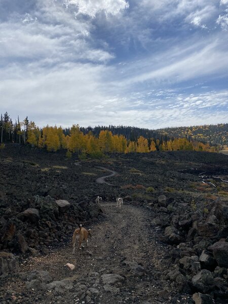 Walking dogs through basalt field.