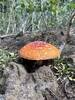 Mushroom growing off the side of the trial in a  little grove of pine trees.