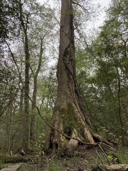 Champion Cypress Tree