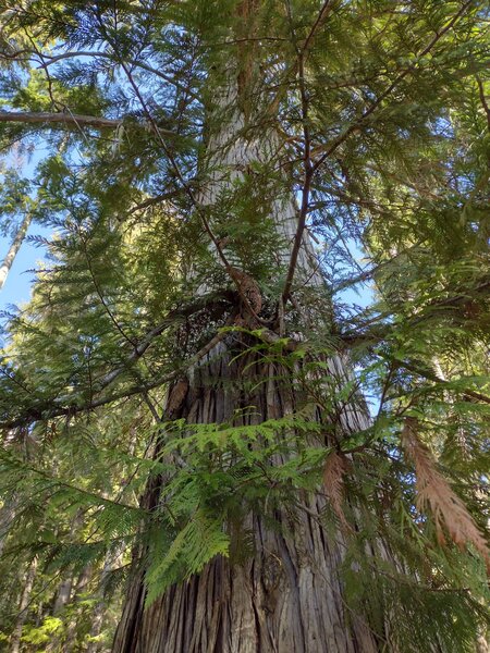 Huge, old cedar tree, one of many along the trail.