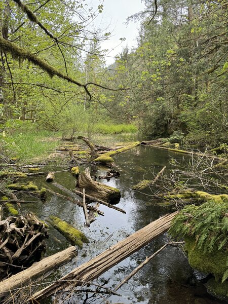 Wetland near the beginning of the trail.