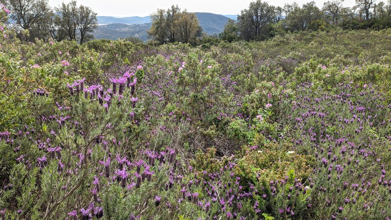 Lavender by Deffend Peak Loop.