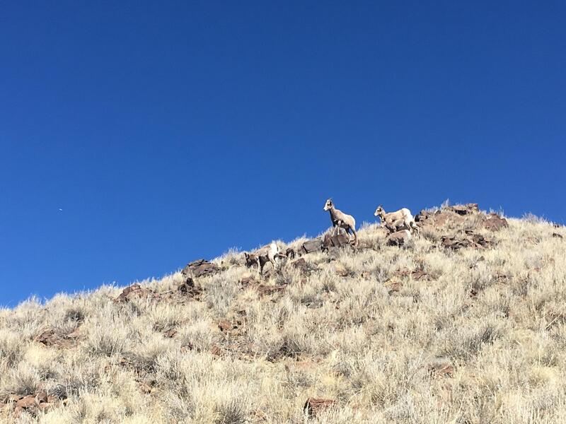 Bighorn Sheep on Frontside.