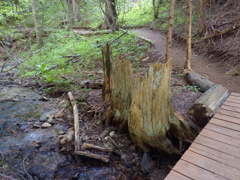 Reservoir Ridge Trail crosses the North Fork of Spring Creek in the dense forest near its junction with Majestic Passage.