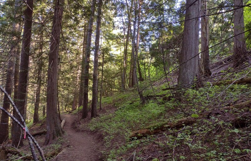 Steep forested hillside forming the west side of the North Fork of Spring Creek valley.