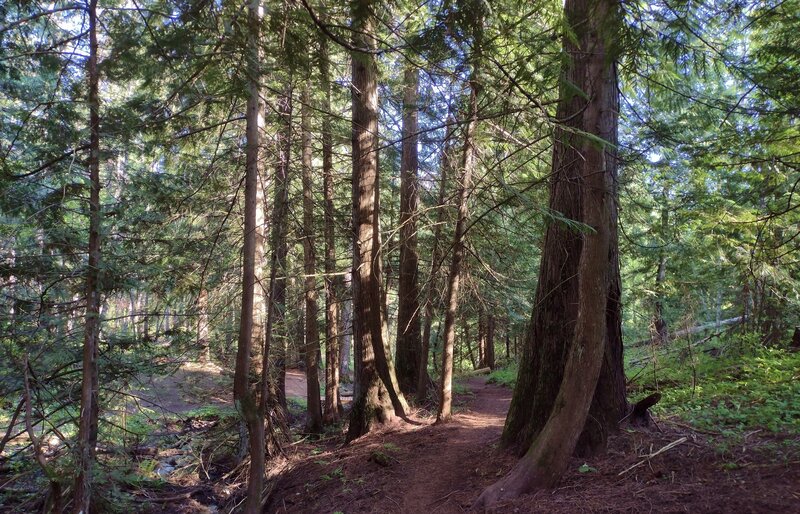 The trail travels along the North Fork of Spring Creek (lower left) in its shaded creek valley dominated with tall western red cedars and hemlocks.  Little undergrowth due to little sunlight.