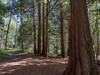 Huge, old western red cedars in the well shaded creek valley, along Majestic Passage Trail.