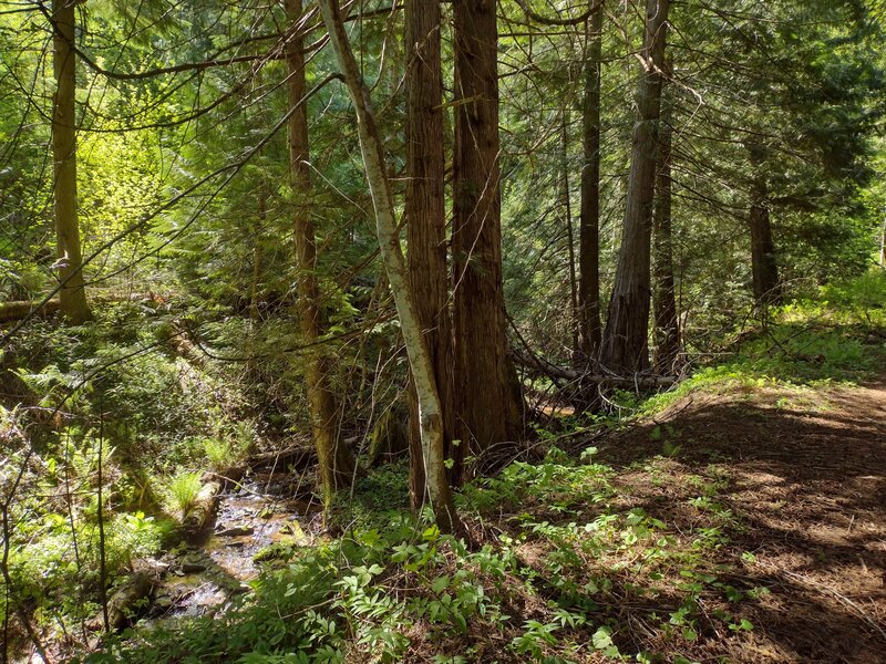 Majestic Passage follows the North Fork of Spring Creek upstream (lower left). As it gently climbs, more sunlight shines through the canopy, leading to ferns and other dense undergrowth vegetation.