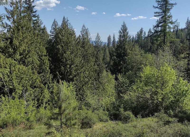 Nice view to the south at the upper end of Majestic Passage, near its Stormking Parkway junction - mountains in the distance are seen above the nearby forested hillsides.