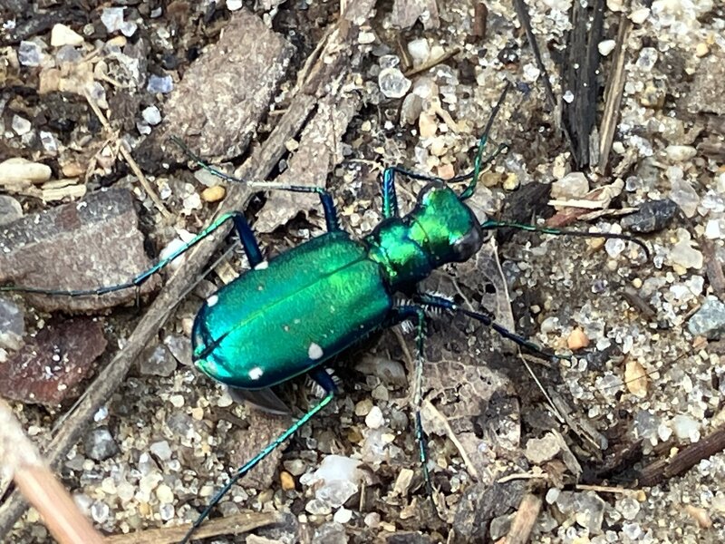 Green Tiger Beetle (Cicindela campestris).