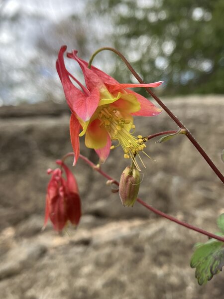 Red Columbine (Aquilegia canadensis).