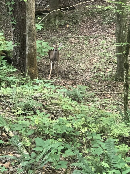 May 23, 2024 Young deer on the trail.