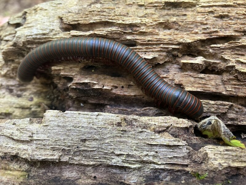 Giant Millipede.