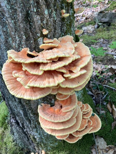 Chicken of the Woods Mushroom.