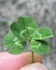 So lucky, I found a 5-leaf clover.