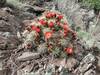 Mountain Ball Cactus in bloom.