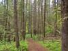 Pretty conifer forest - pines, cedars, hemlocks, and more, with Highpoint Trail traveling through.