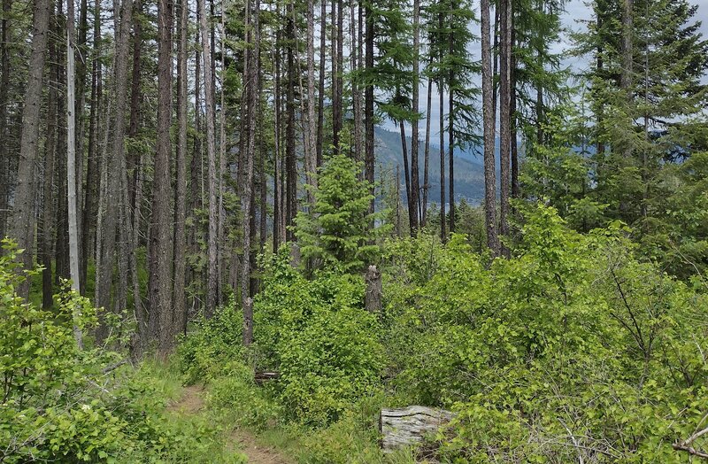 Beuatiful but dense conifer forest and undergrowth, allow only fleeting glimpses of nearby, huge, majestic Lake Pend O'reille below.