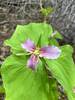 Trillium flower