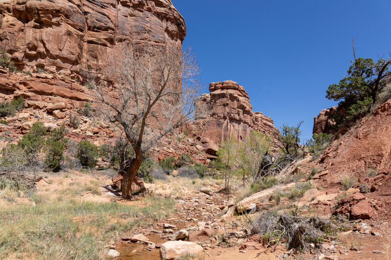 Lower Slickhorn Canyon