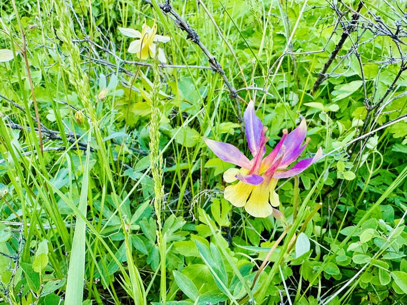 Columbine on Wallace Pass Trail.