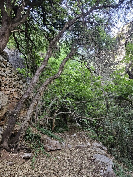 The trail in the forest.