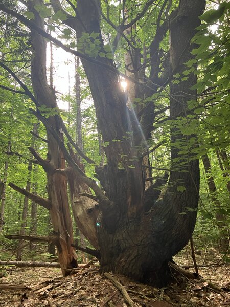 Wolf Pine, with morning sun shining through.