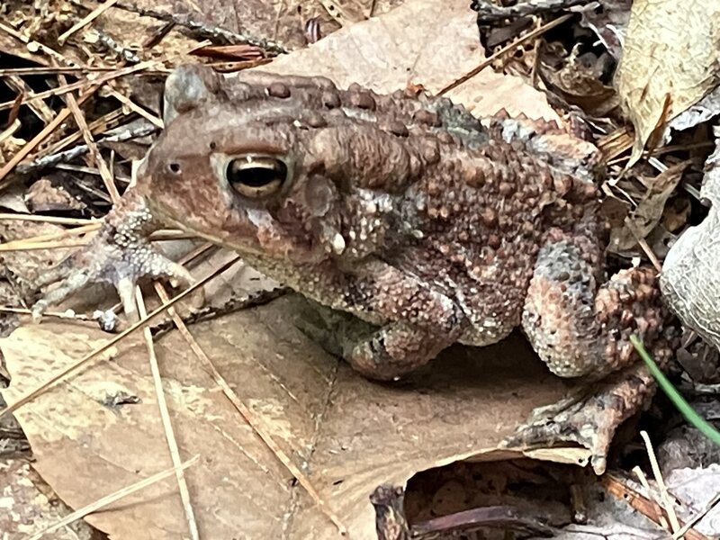 Disgruntled Toad.