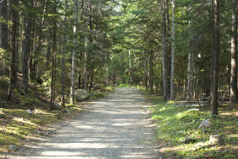 The trail descends through the woods and follows a service road down to the Park Loop Road where you can cross and enjoy views of the ocean.