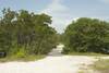 The trail moves around the island on a dirt and gravel trail through the mangroves and other trees.