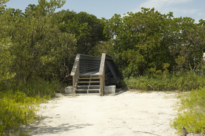 The trail goes through some mangroves on a wooden walkway.  You can see how the mangroves have adapted to the watery environment in which they live.