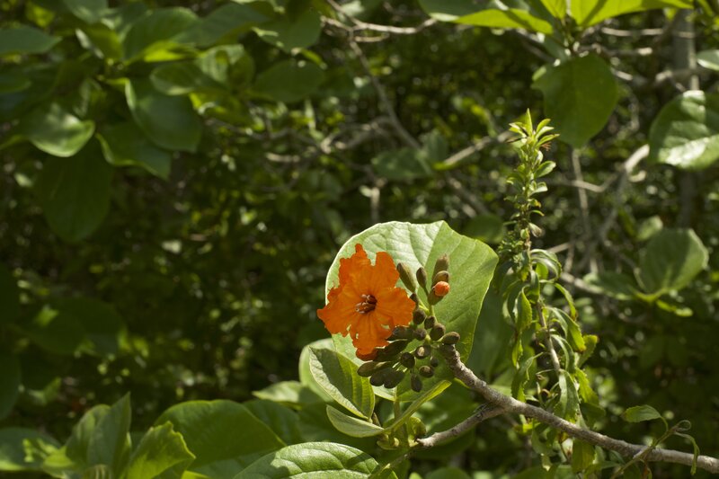 Flowers bloom along the trail in the spring.