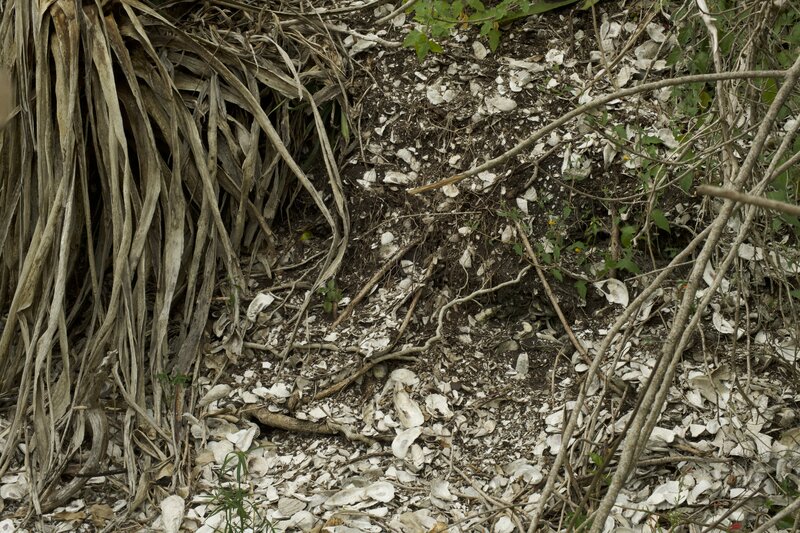 The trail emerges on the shore at Mosquito Lagoon where the shore is made of shells, which can be seen on both sides of the trail.