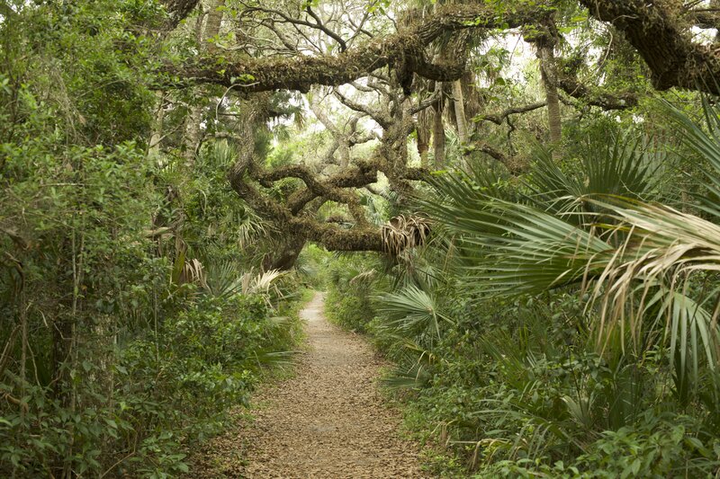 The trail is covered by the canopy of the trees, which provides shade throughout the day, making for a more pleasant hike.