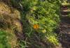 Tiger lily. Tiger lilies, bear grass and other wildflowers are starting to bloom in late June along Navigation Trail.