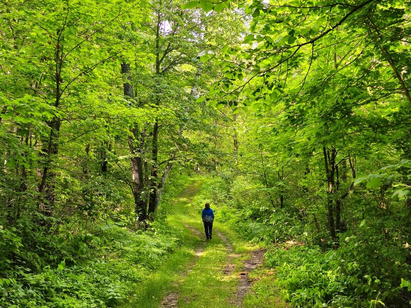 On the Deer Lake Trail in summer.