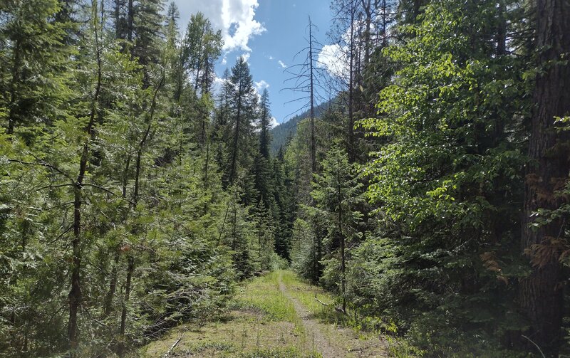 Navigation Trail follows an old forest road corridor for a ways, north of Upper Priest Lake. Glimpses of the rugged, surrounding mountains can be seen in this wide open trail corridor.