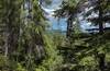 Glimpses of the mountains, through the trees, along the northern stretch of Navigation Trail.