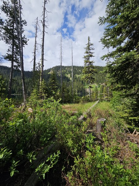 The trail beginning to open up to the lake.