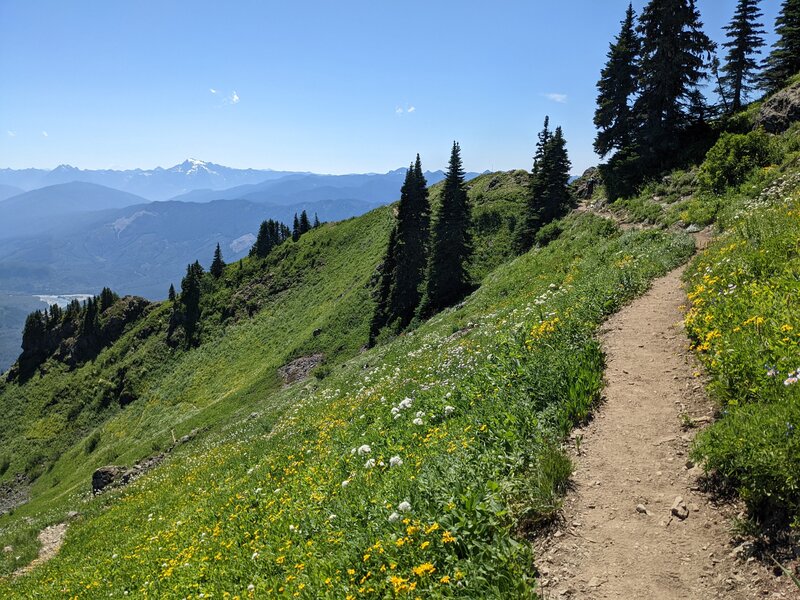 Wildflowers and mountain view.