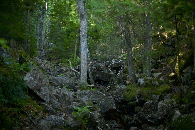 The trail begins climbing through a boulder field. You can always check that you are on the right path by looking for a blue blaze, like the one on the tree.