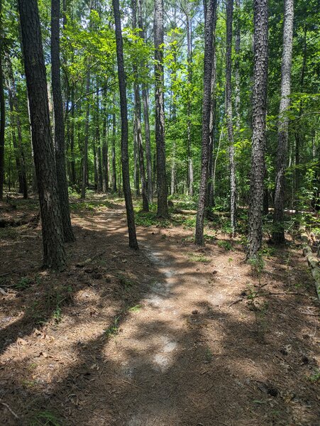 Trail and trees