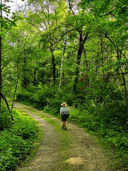 Up the old gravel road toward the top of the bluff.