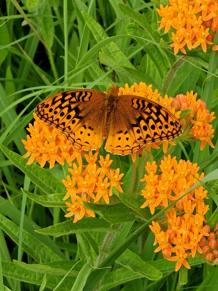 A Great Sprangled Fritilary butterfly feeds on a Butterfly Weed.