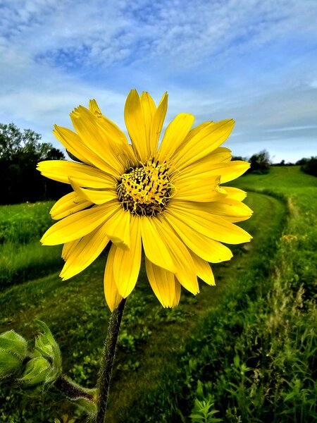 A Compass Plant grows on Rattlesnake Bluff.