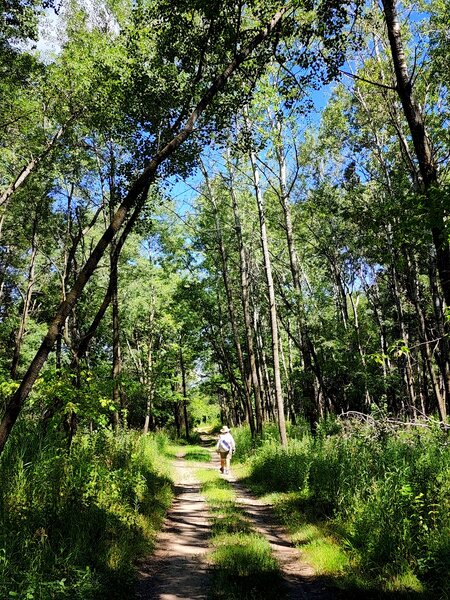 Circling back through the forest toward Intersection 37.