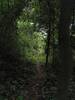 Dirt path between the thick forest.