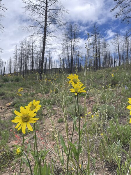 Wildflowers