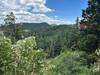 Forest on Sandia.